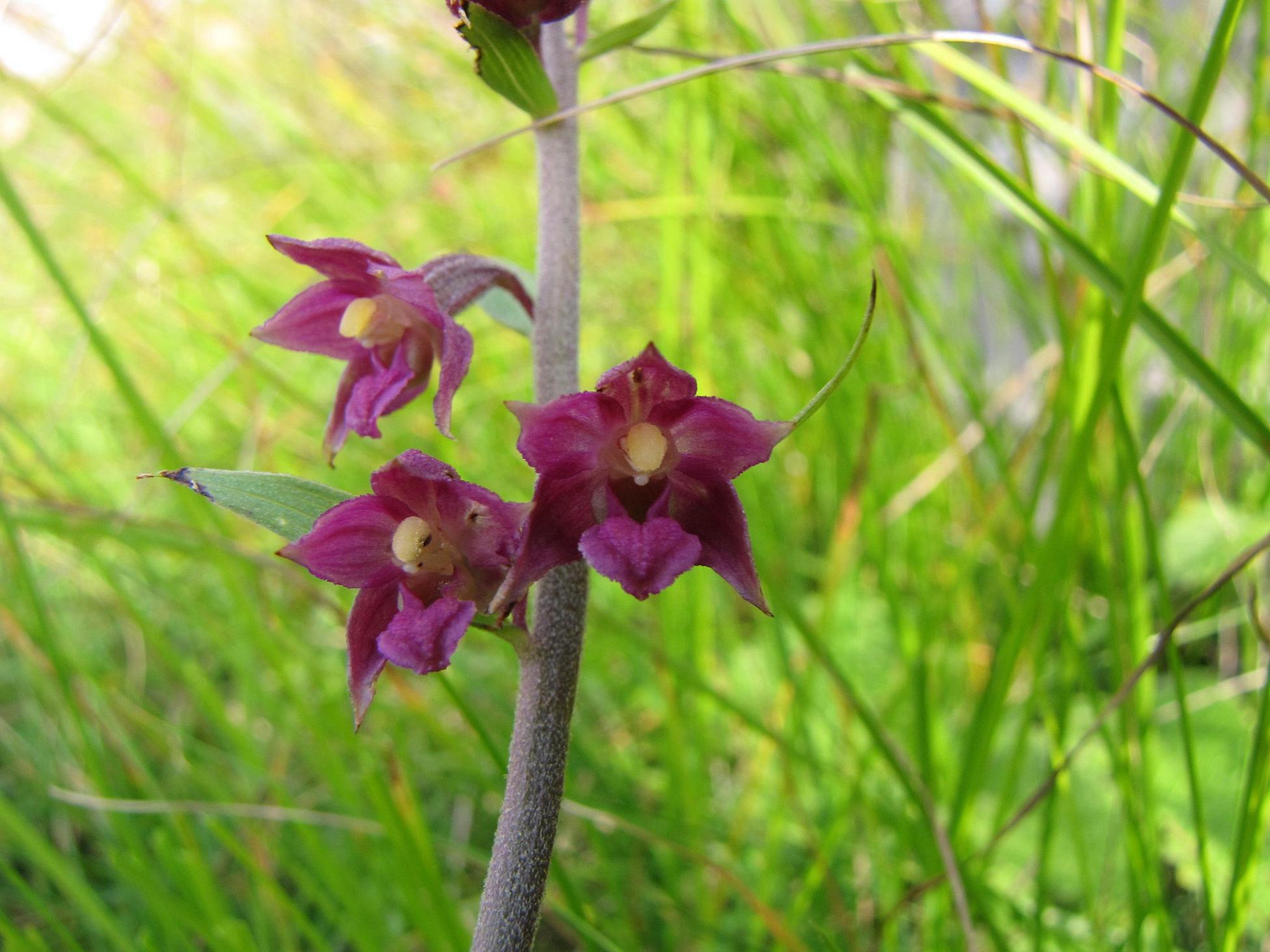 Epipactis, ma quale?